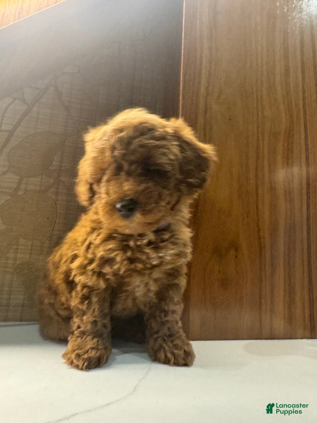 Toy Poodle dogs for sale: Coffee - Ad 2
