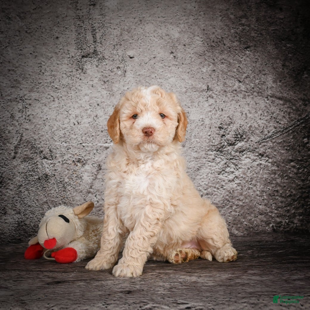 Mini Goldendoodle dogs Maverick - Ad 2