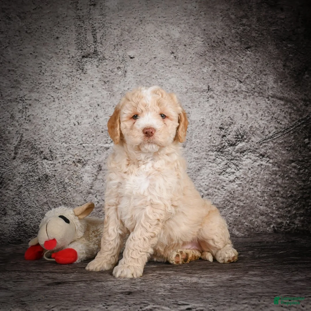 Mini Goldendoodle dogs for sale: Maverick - Ad 2