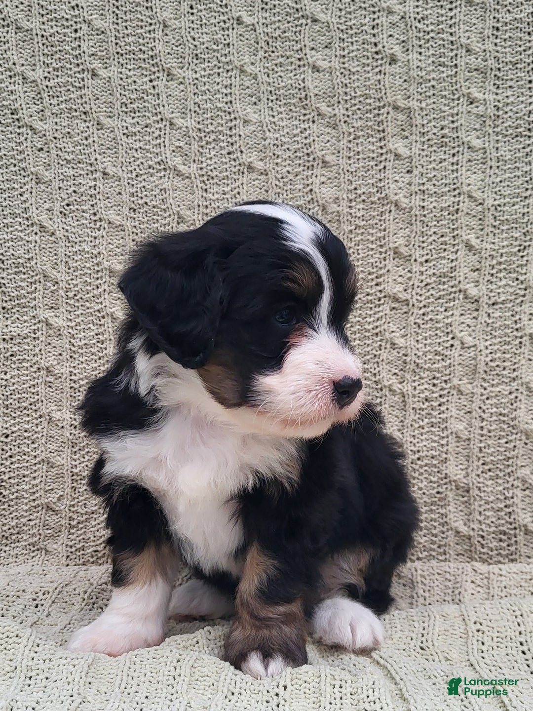 Mini Bernedoodle dogs for sale: Sophie  - Ad 7