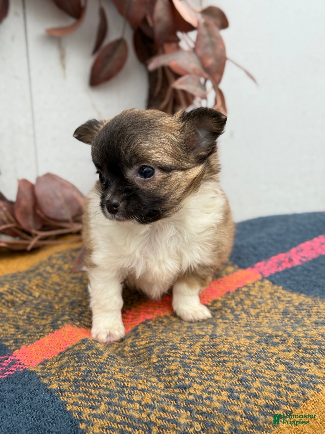 Chihuahua dogs for sale: Bixby - Ad 4