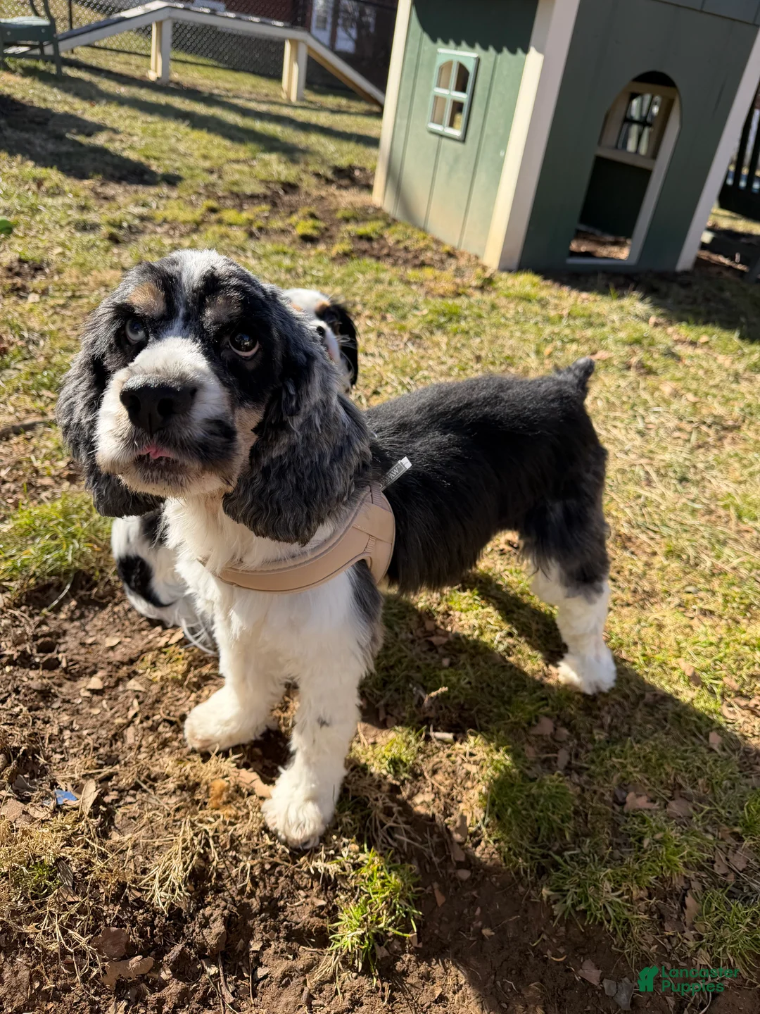 English Cocker Spaniel dogs for sale: English Cocker Spaniel Puppy 1 - Ad 2