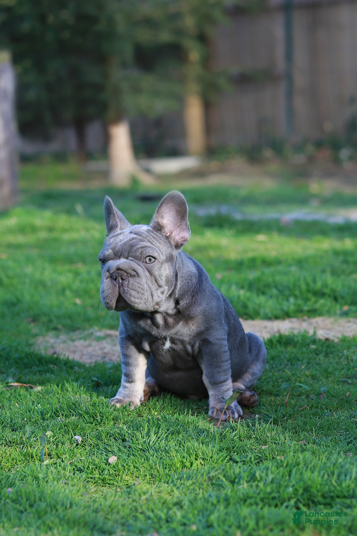 French Bulldog dogs RALF - Ad 2