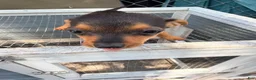 Mixed Breed dogs for sale: Mixed Breed 1 - Ad 3
