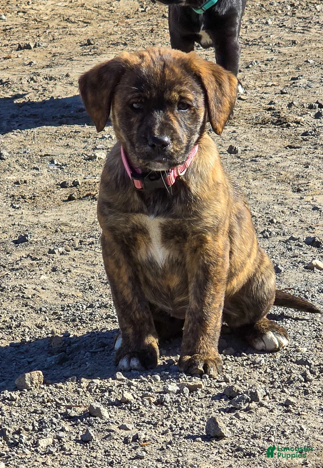 Mixed Breed dogs for sale: Anne - Puppy 5 - Ad 3