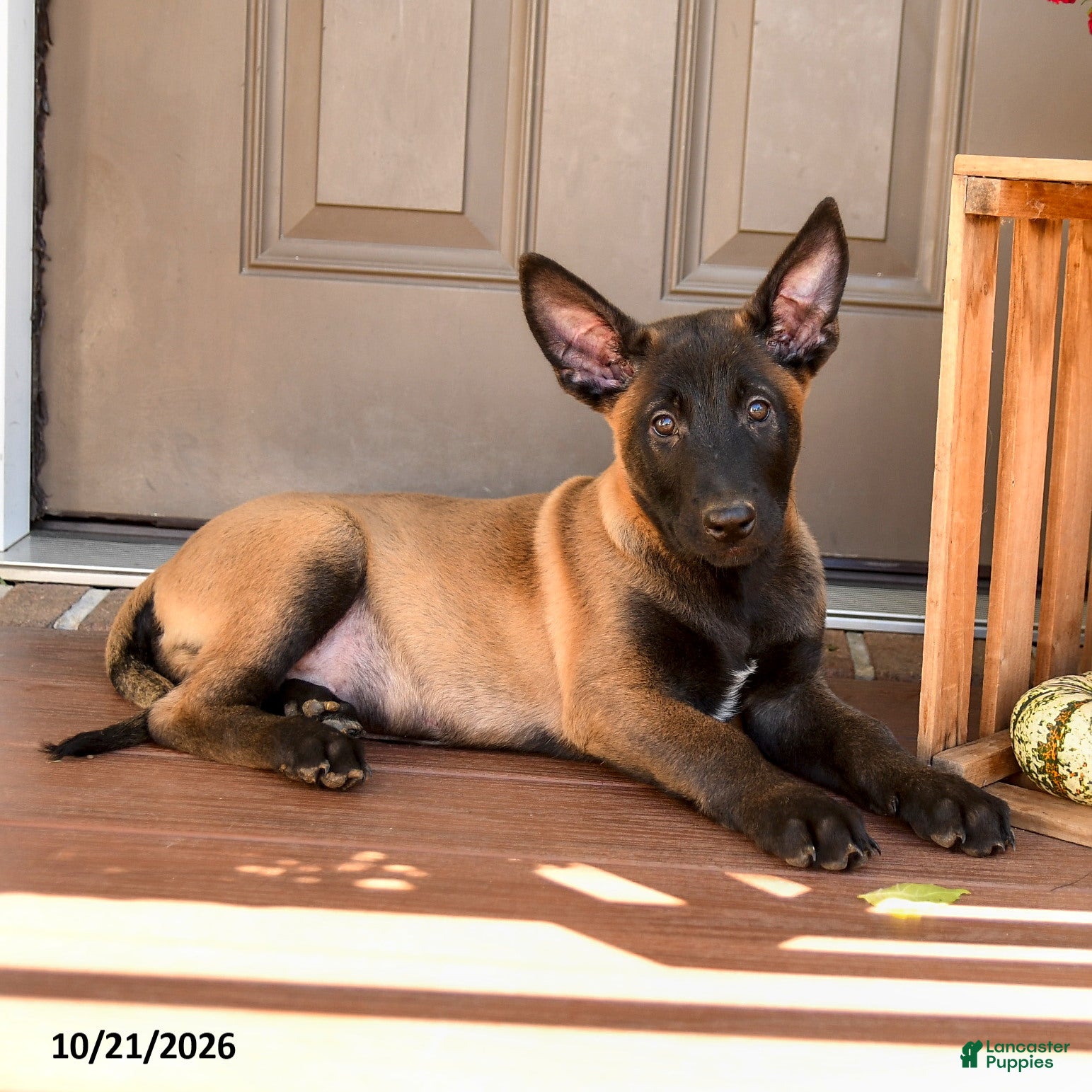 Belgian Malinois dogs for sale: Alonzo - Ad 2