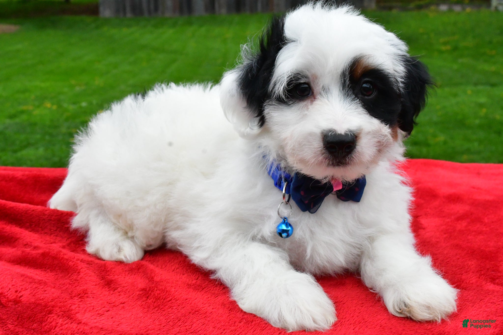 Mini Aussiedoodle dogs Miles - Ad 2