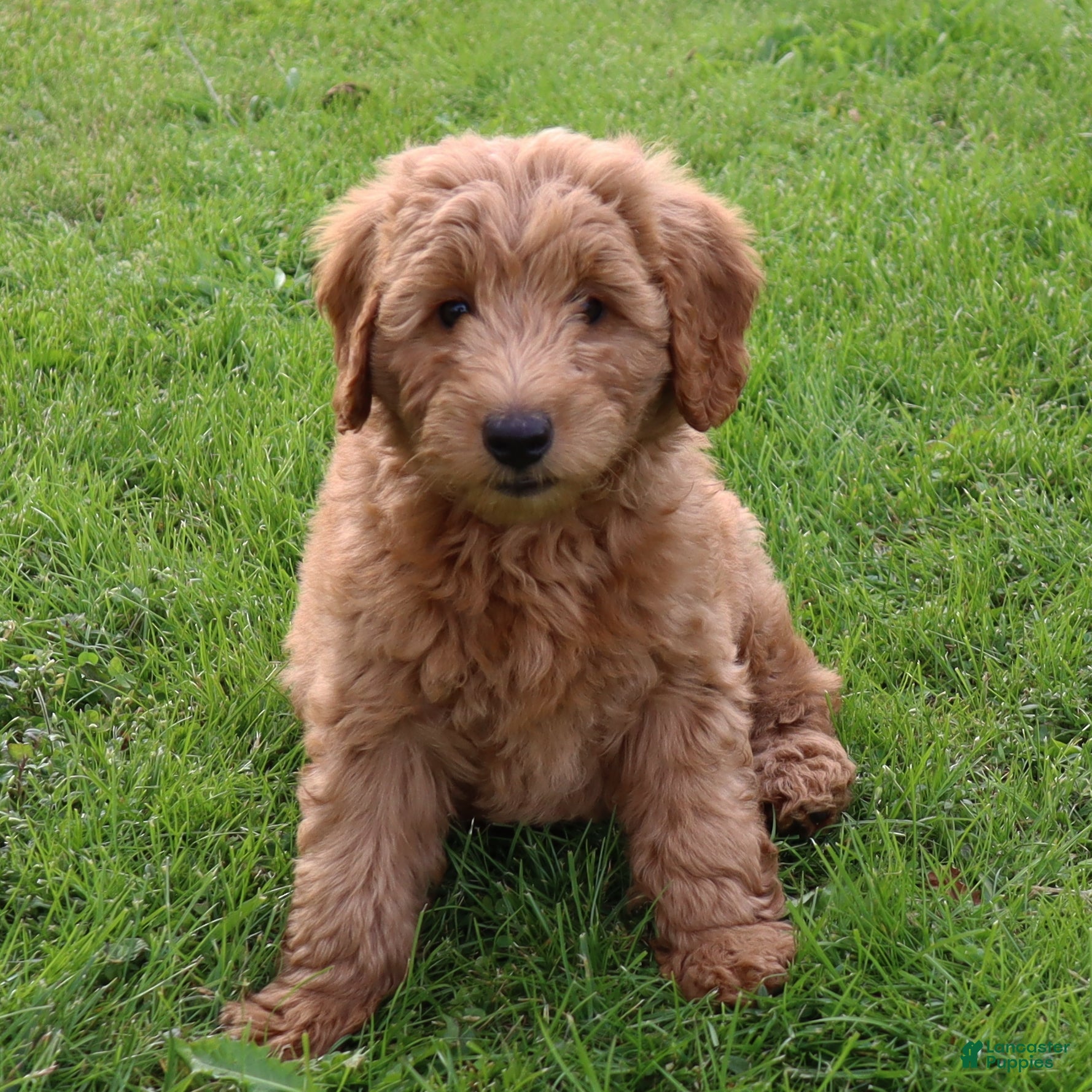 Mini Goldendoodle dogs Brock - Ad 2