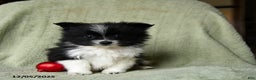 Pomeranian dogs for sale: Sterling - Ad 2