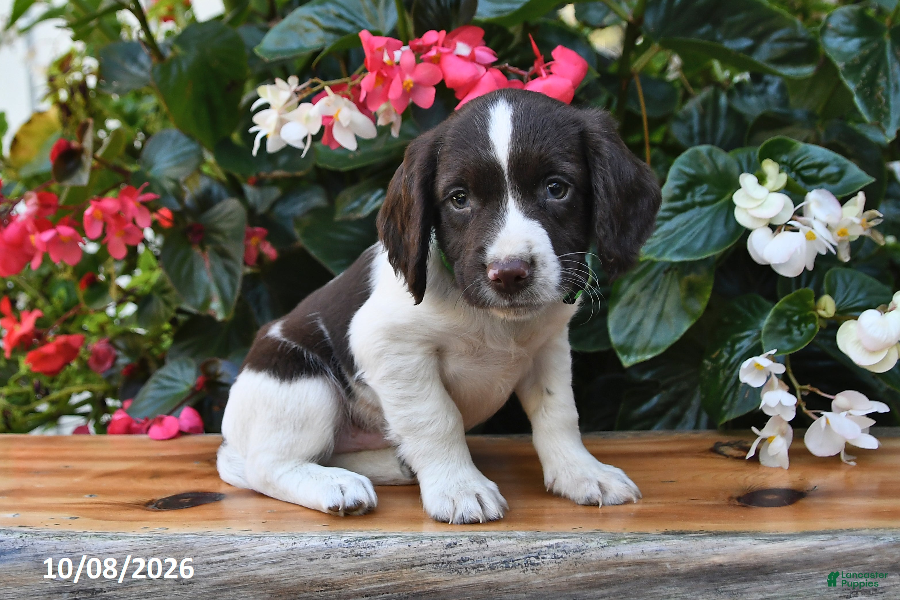 Eclair (Cocker Spaniel, Male) in Shiloh, OH