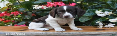 Eclair