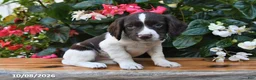 Cocker Spaniel dogs for sale: Eclair - Ad 1