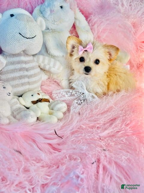 Morkie dogs Morkie 1 - Ad 2