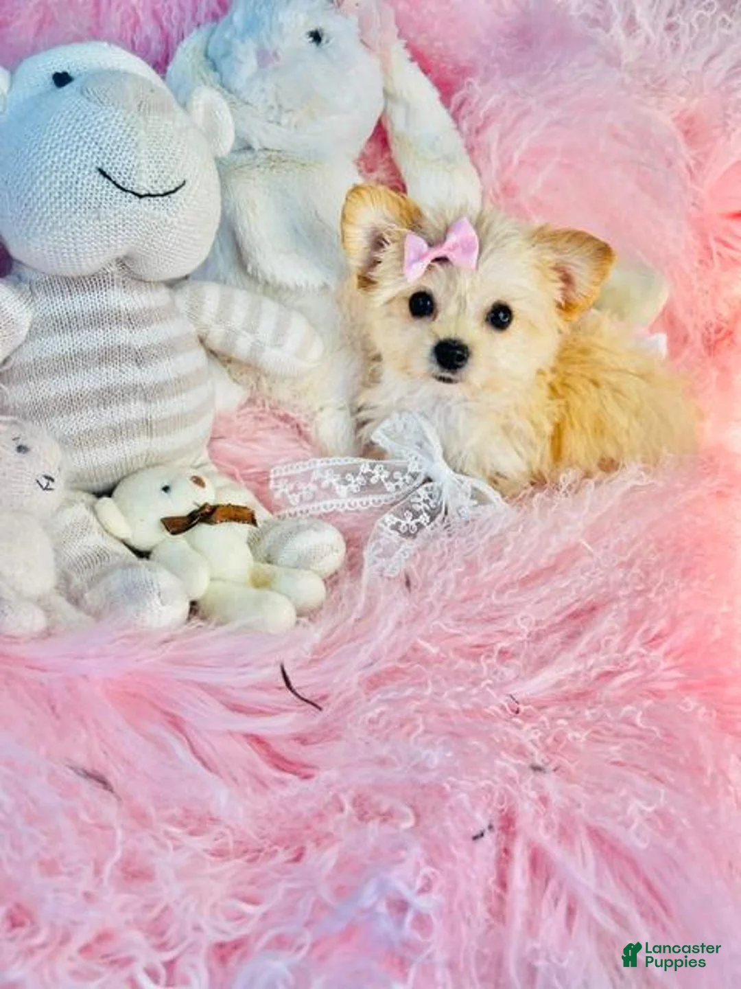 Morkie dogs for sale: Morkie 1 - Ad 2