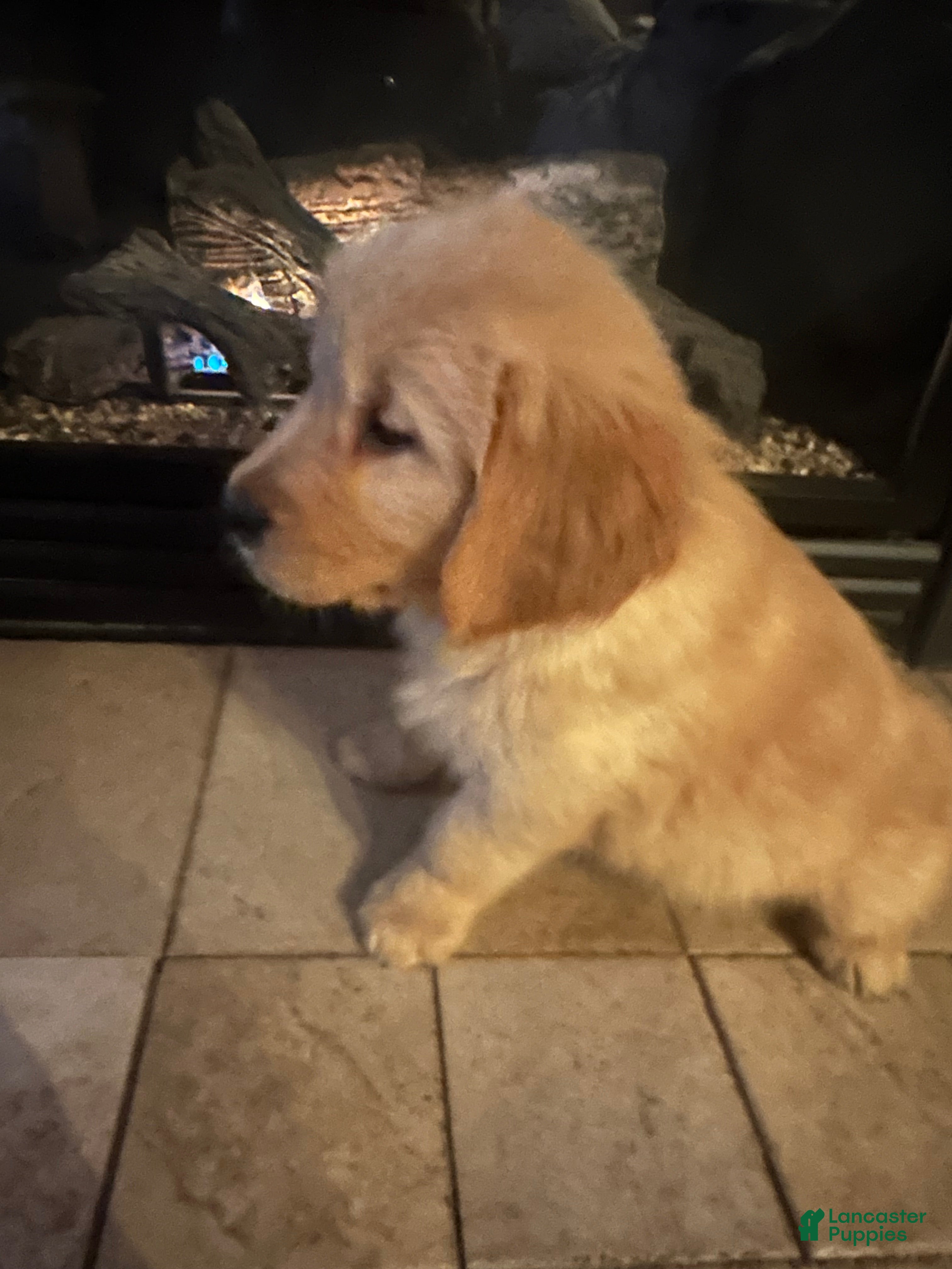 Golden Retriever dogs Ms. Beautiful  - Ad 26