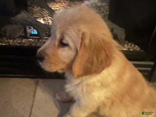 Golden Retriever dogs Ms. Beautiful - Ad 26