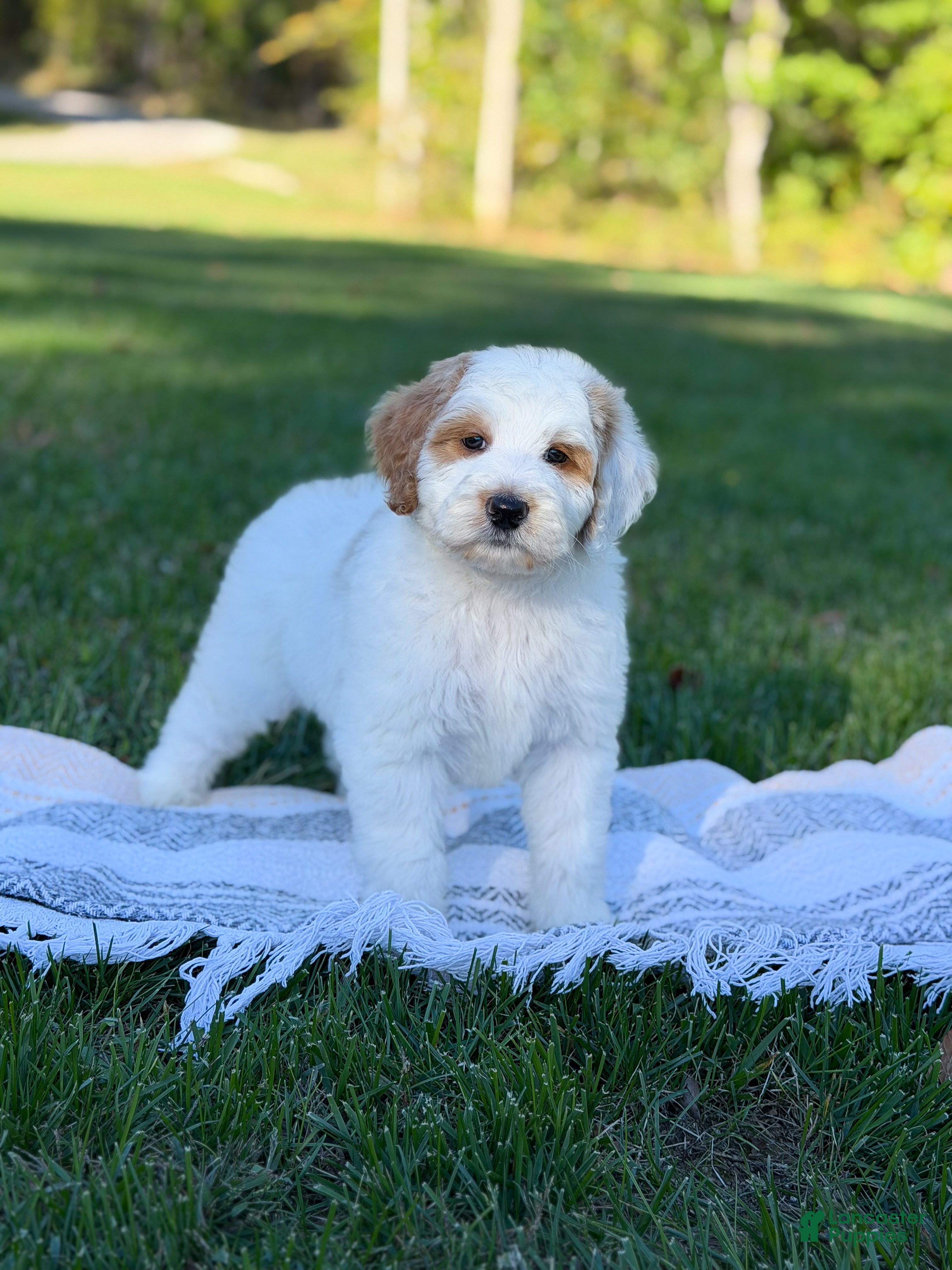 Goldendoodle dogs Hello I’m Forest🩵 - Ad 1