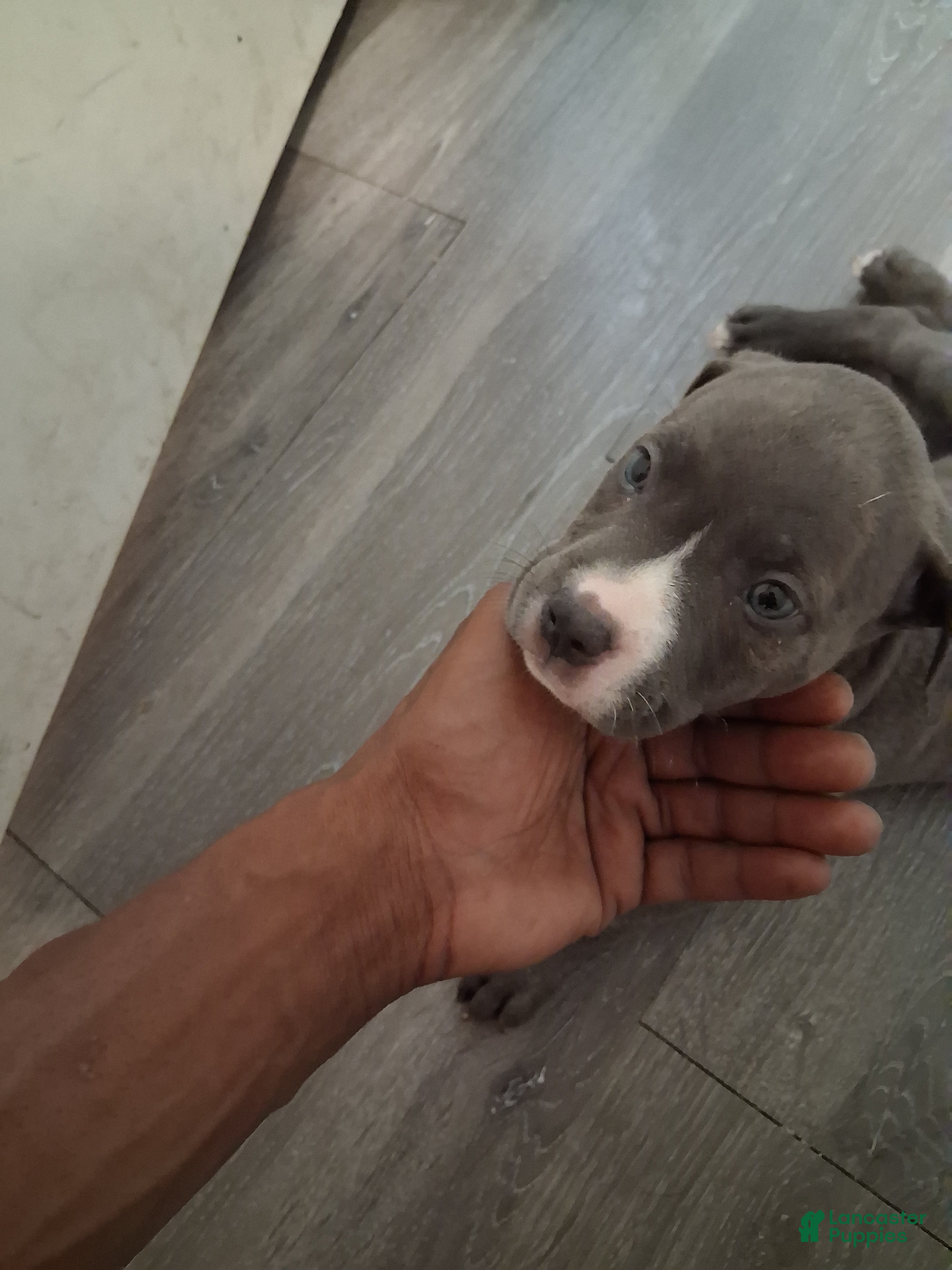 American Pit Bull Terrier dogs American Pit Bull Terrier 2 - Ad 2