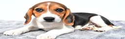 Beagle dogs for sale: Martha - Ad 3