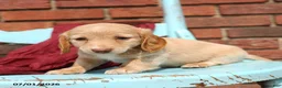 Miniature Dachshund dogs for sale: Lars - Ad 3