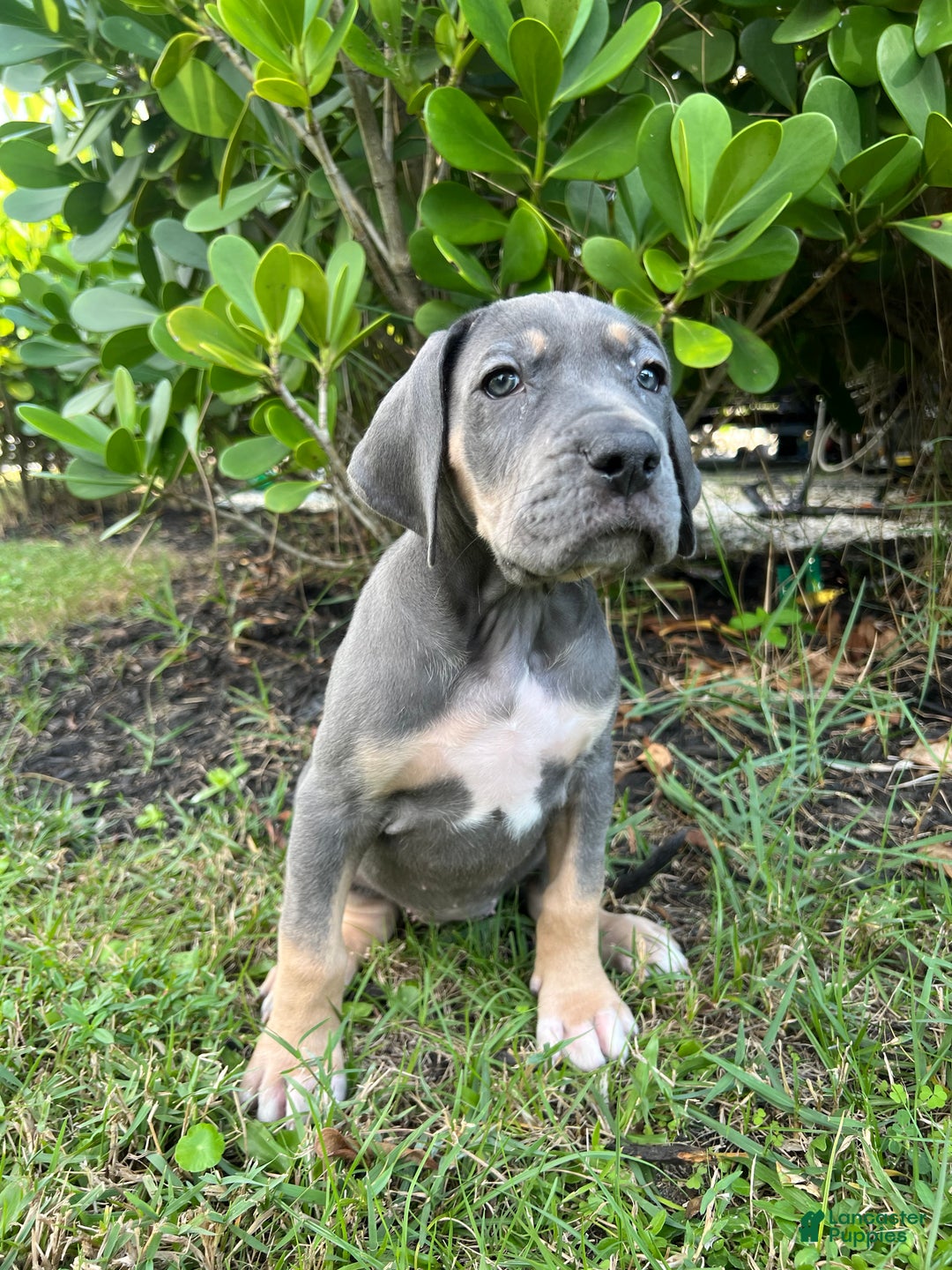 Great Dane dogs for sale: Smarty  - Ad 1