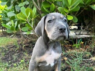 Great Dane dogs Smarty - Ad 6