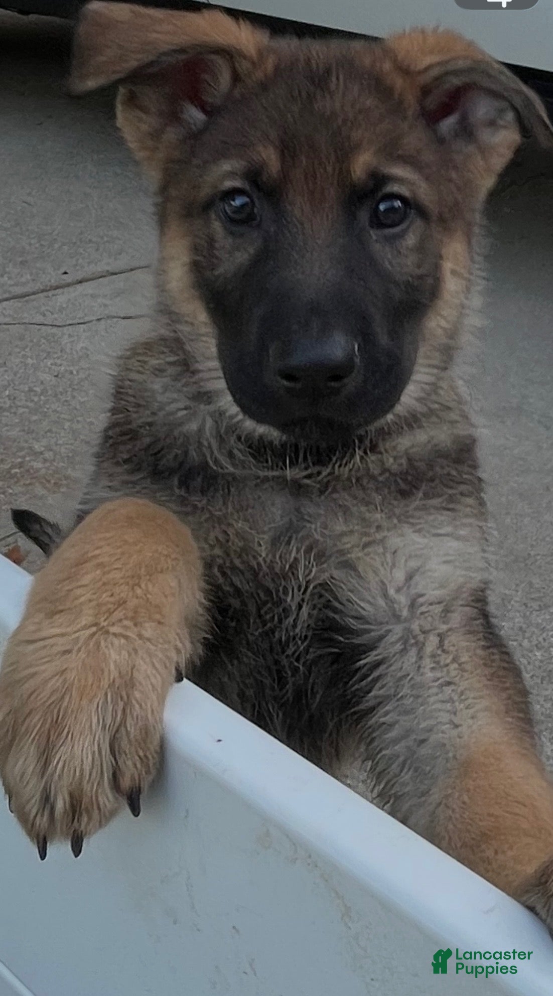 German Shepherd dogs German Shepherd Puppy 3 - Ad 23