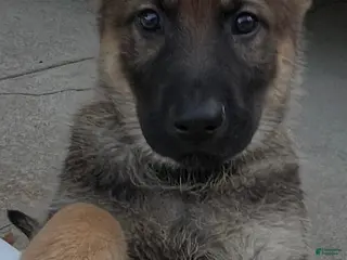 German Shepherd dogs German Shepherd Puppy 3 - Ad 28