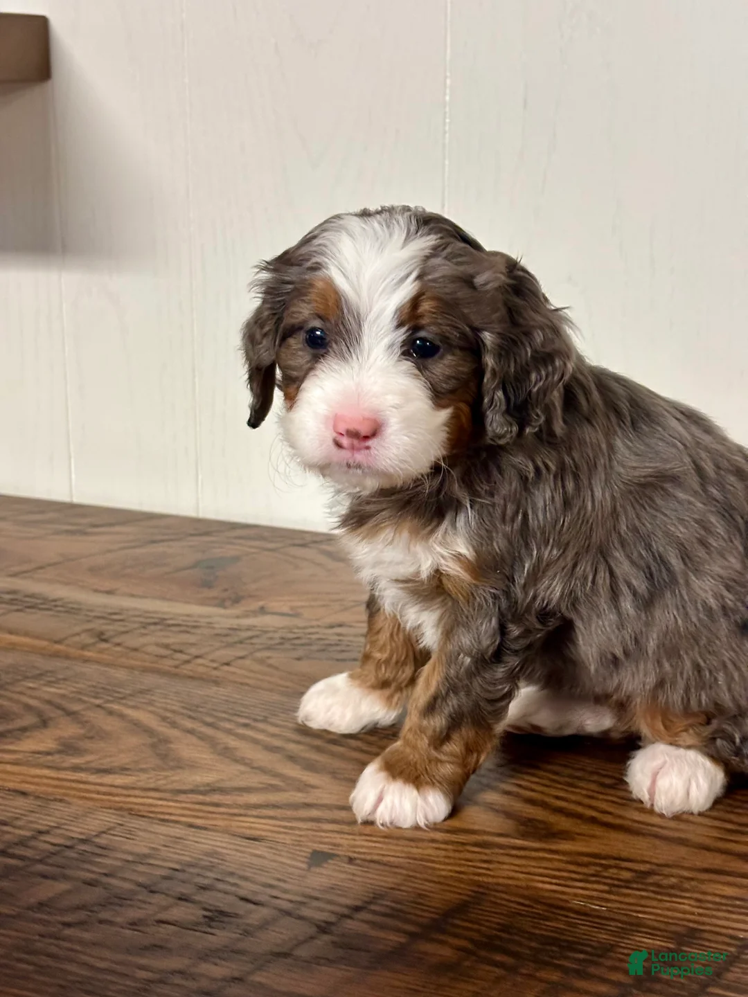 Mini Bernedoodle dogs for sale: Willow Mini Bernedoodle Puppy 4 - Ad 10