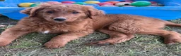 Goldendoodle dogs for sale: Ella - Ad 4