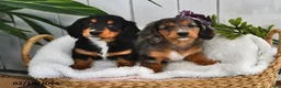 Miniature Dachshund dogs for sale: Lilly - Ad 5