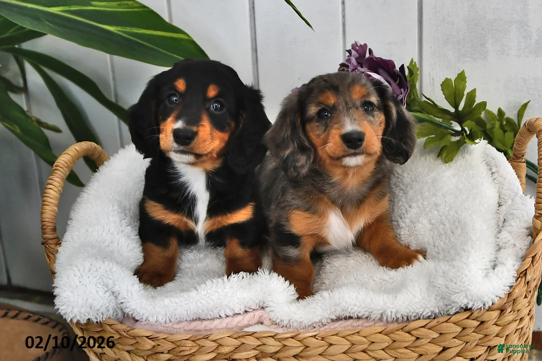Miniature Dachshund dogs for sale: Lilly - Ad 5