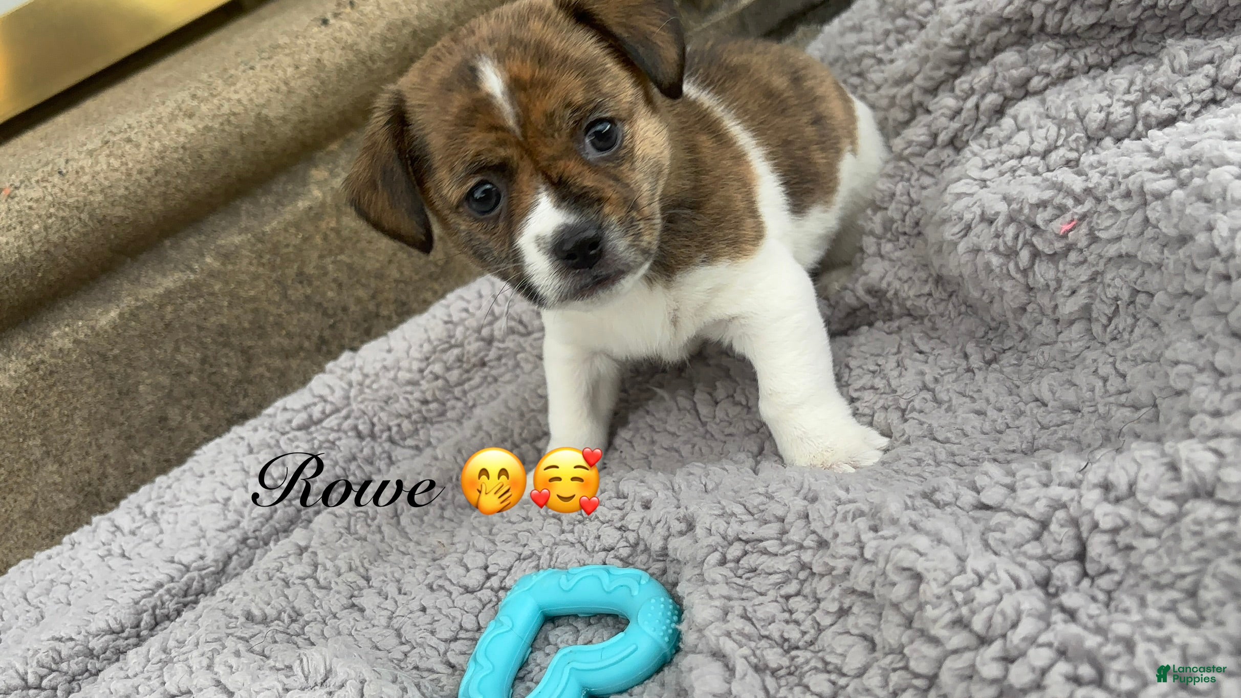 Mixed Breed dogs 6 Mixed Breed Puppy 3 - Ad 26