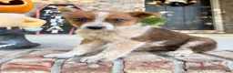 Australian Cattle Dog dogs for sale: Maverick - Ad 4
