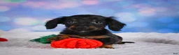 Miniature Dachshund dogs for sale: Winston - Ad 7