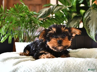 Yorkshire Terrier dogs Piper - Ad 12