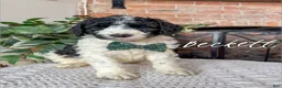 Saint Berdoodles dogs for sale: Beckett - Ad 3