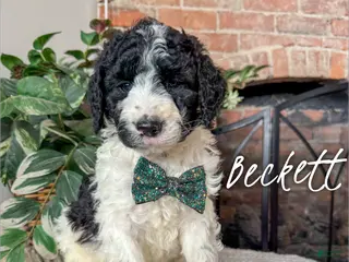 Mixed Breed dogs Beckett - Ad 5