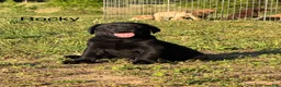 Labrador Retriever dogs for sale: Labrador Retriever Puppy 2 - Ad 1