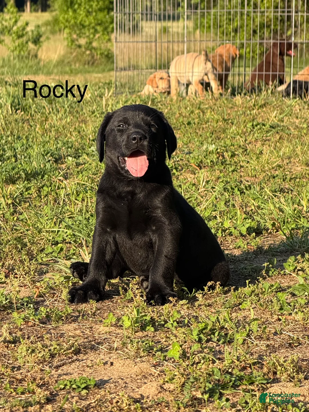Labrador Retriever dogs for sale: Labrador Retriever Puppy 2 - Ad 1