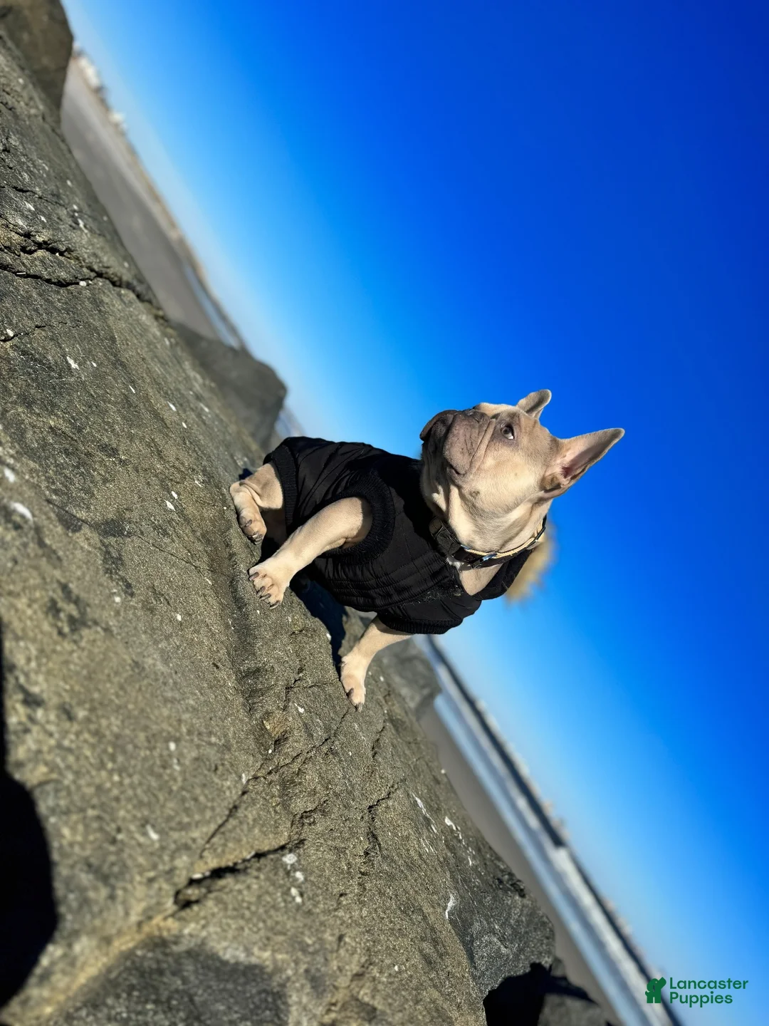 French Bulldog dogs for stud: French Bulldog 100% UP FOR STUD SERVICES - Ad 2