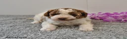 Mini Goldendoodle dogs for sale: Sassy - Ad 10