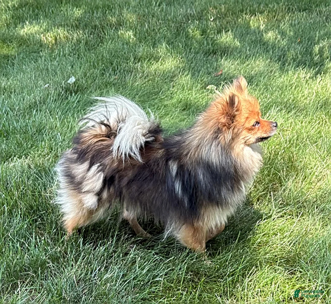 Pomeranian dogs for sale: Zeus - Ad 4