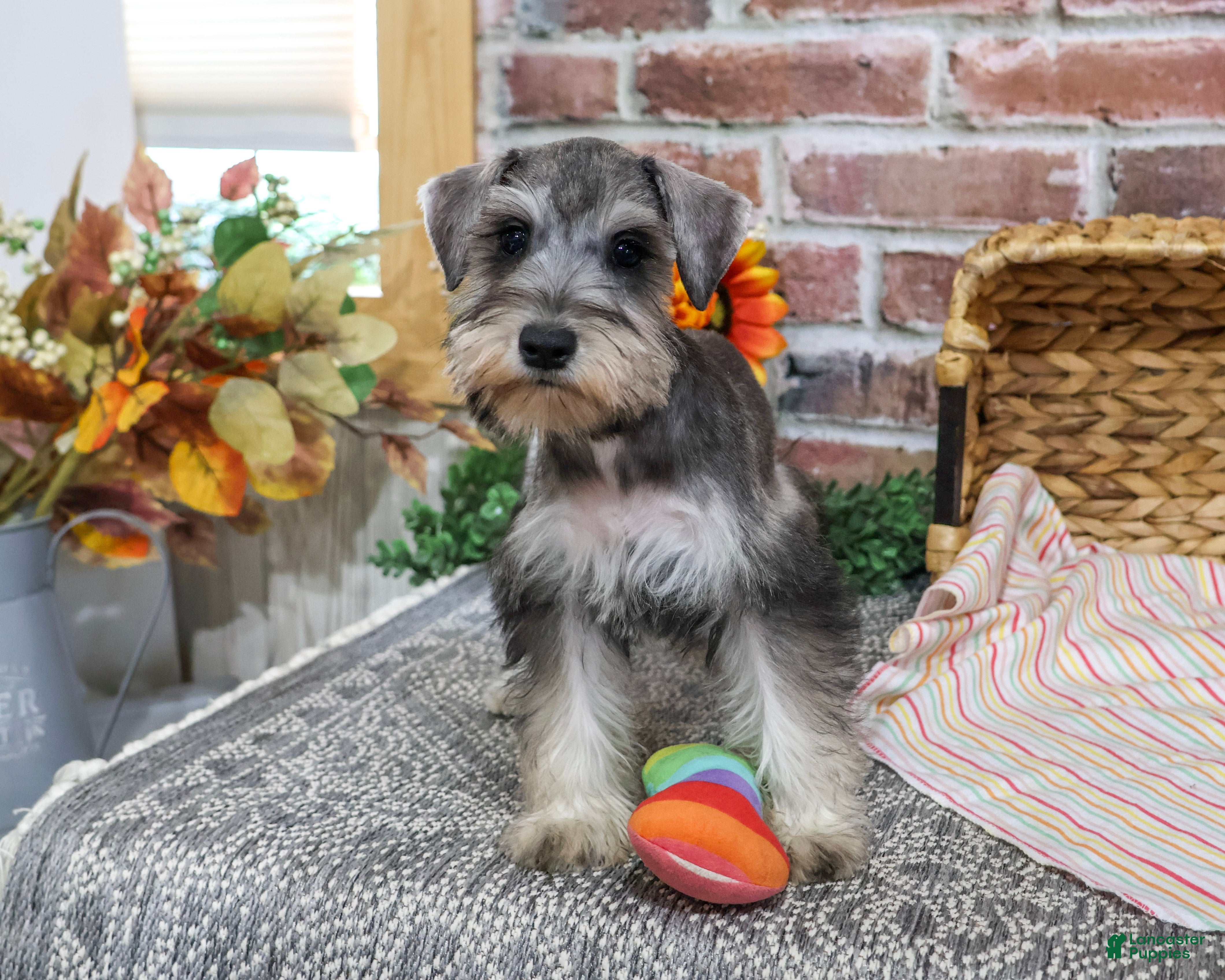 Miniature Schnauzer dogs for sale: Denise - Ad 2