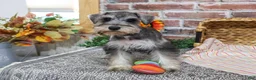 Miniature Schnauzer dogs for sale: Denise - Ad 2