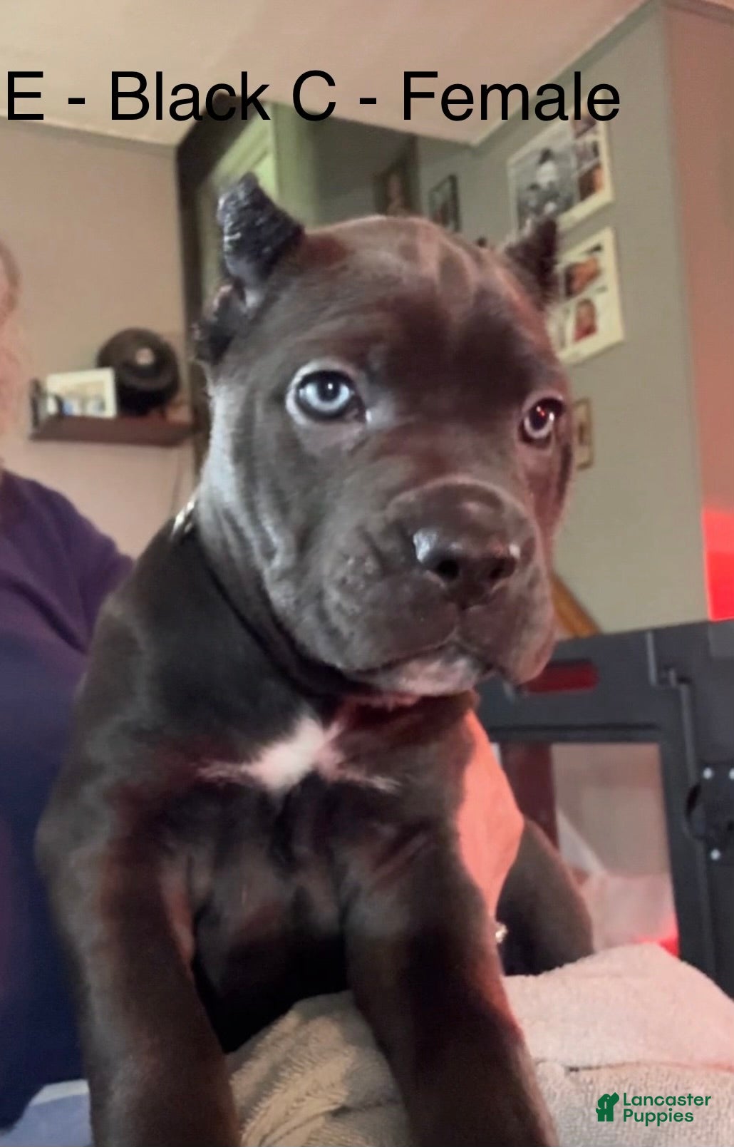 Cane Corso dogs Cane Corso Green - Ad 29