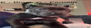 Cane Corso Green