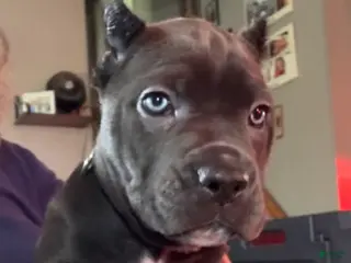 Cane Corso dogs Cane Corso Green - Ad 20