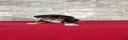 Beabull dogs for sale: Raiden - Ad 4