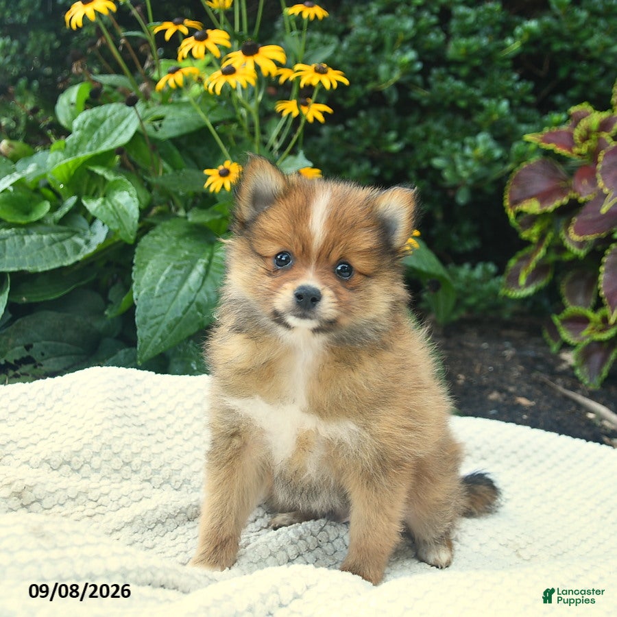 Pomeranian dogs Rocky  - Ad 2